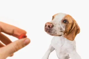 Giving medicine to my dog