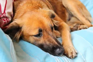 A Guide to Pet Emergency Preparedness