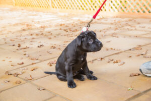 The best ways to train a puppy