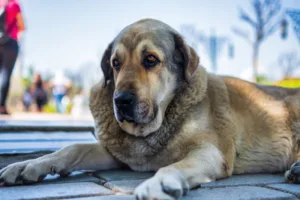 Caring for an old dog
