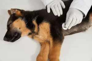 dog health problems