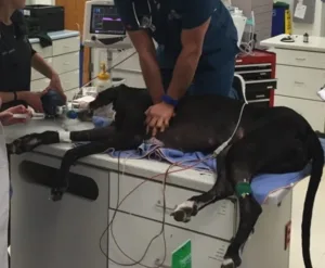 Dog CPR