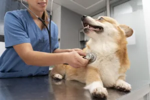 Dog Health and Wellness