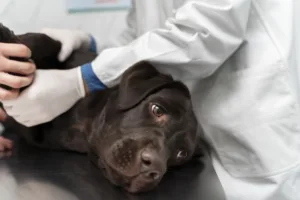 Everything Pet Owners Need to Know About Surgical