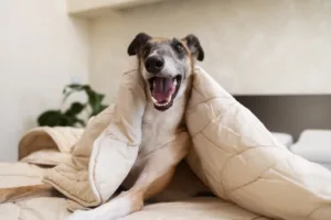 Creating a Pet Safe Home