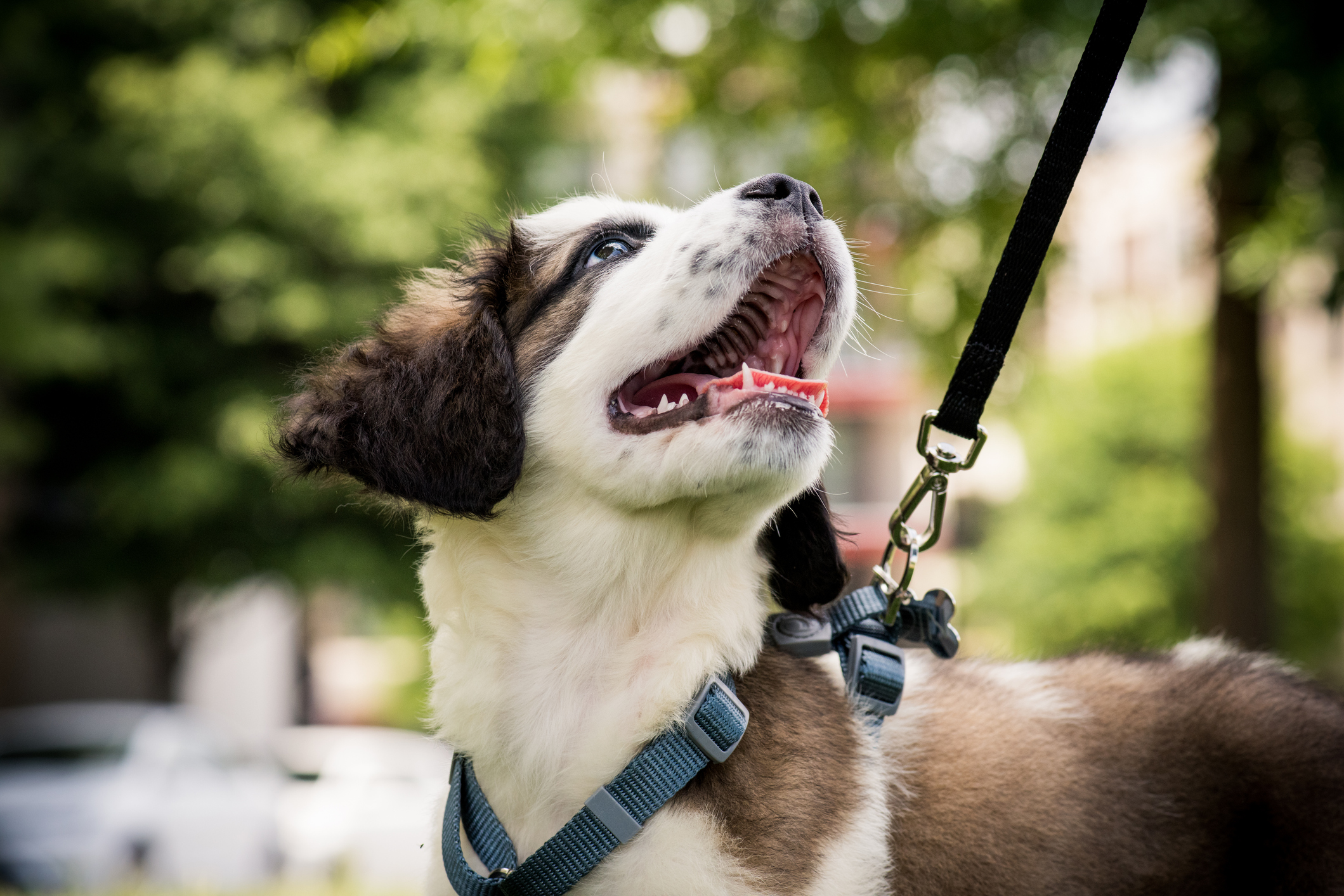 How to Leash Train a Puppy Training Pups