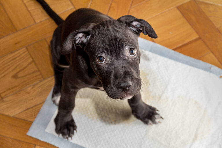 How To Toilet Train A Puppy In 7 Days Training Pups how-to-toilet-train-a-puppy-in-7-days-training-pups