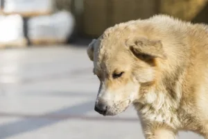 Looking after your Senior Dog
