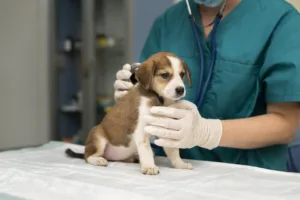 Dog Insurance