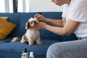 Preventive Dog Care