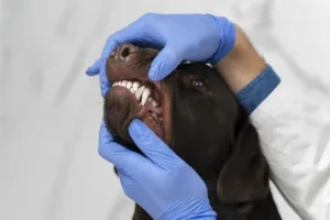 Teeth care for dogs