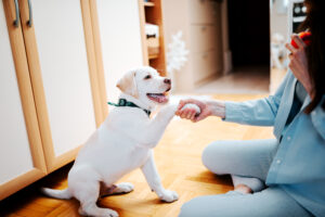 Training Puppies