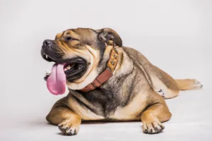 Fat Dog