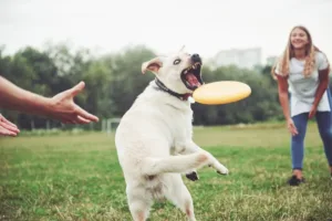 Keeping Your Dog Active